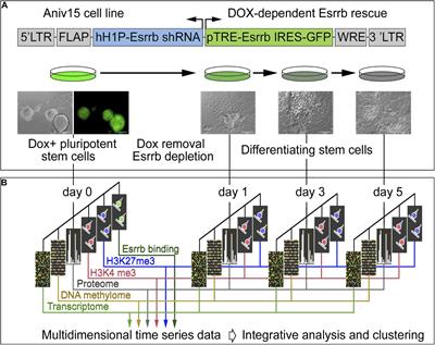 An Esrrb and Nanog Cell Fate Regulatory Module Controlled by Feed Forward Loop Interactions